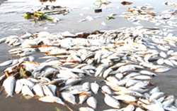 Cá nuôi lồng chết bất thường  trên sông Bồ