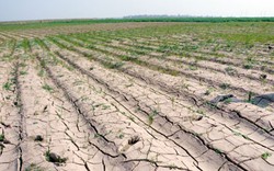 Phú Yên: Không thể gieo cấy vì khô hạn nặng