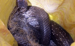 Đi thăm ruộng, bắt được rắn hổ khổng lồ 4,5 kg
