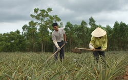 Nghệ An: Người trồng dứa thua lỗ