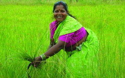 Bảo hiểm giúp nông dân Ấn Độ sung túc