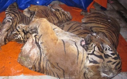 Rồ ga chạy bán sống bán chết vì chở thịt hổ