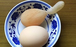 Chuyện lạ có thật: Gà đẻ trứng có... đuôi