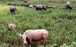 Trồng cỏ nuôi trâu bò: Khỏi lo vật nuôi phá nương