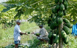 Phương pháp bón phân theo đặc điểm cây trồng