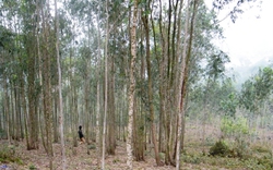 Quy định làm khó người trồng rừng: Người dân bị “móc túi”