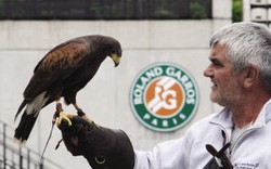 Chim ưng - “nhân viên đặc biệt” tại Roland Garros