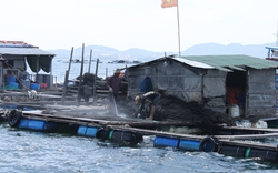 Người Trung Quốc nuôi cá ở vịnh Cam Ranh: “Quên” xử lý từ 2009