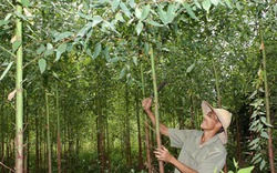 Hỗ trợ tiền cho thôn, bản giữ rừng đặc dụng