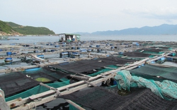 Khánh Hòa: 5 bè cá sử dụng lao động Trung Quốc