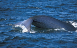 Thừa Thiên-Huế:  Bắt được  cá voi xanh nửa tấn