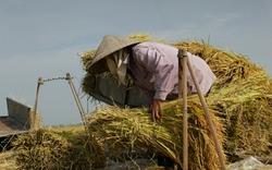 Nông nghiệp đang cần được “cởi trói”