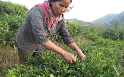 Hội Nông dân Lai Châu: Hỗ trợ nông dân tiêu thụ nông sản