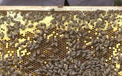Làm giàu từ nghề nuôi ong