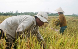 Cần quan tâm hơn đến người trồng lúa