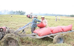 Tìm đầu ra cho “Cánh đồng mẫu lớn”: DN xuất khẩu gạo tham gia