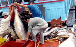 Phú Yên: Khai thác hơn 5.000 tấn cá ngừ