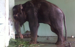Chi hàng trăm triệu nhồi bông voi chết ở vườn thú Hà Nội