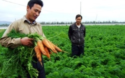 Hải Dương: Hỗ trợ nông dân phát triển sản xuất