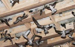 Cấm nuôi chim yến trong thành phố Biên Hòa