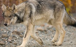 Bầy chó sói cắn chết nhân viên chăm sóc thú