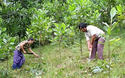 Người trồng keo tràm lo lắng