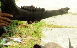 Đào được loạt xương động vật lạ ở Cà Mau