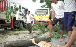 Sưa đỏ quý gần 20 tuổi bị đốn gọn trong đêm