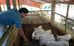 Hội ND huyện Tiên Phước, Quảng Nam: Sát cánh cùng nông dân