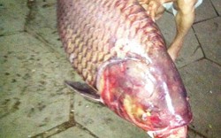 Bắt được cá hô hơn 130 kg trên sông Hậu
