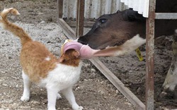 Ảnh động vật cực độc: Bê trao nụ hôn cho mèo