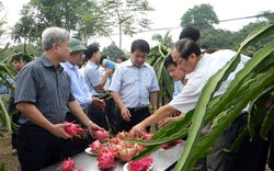 Phát triển thanh long ruột đỏ ở phía Bắc: Không thể nóng vội!