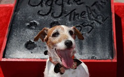 Chú chó Uggie và khoảnh khắc lưu tên trên đại lộ danh vọng