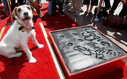 Chú chó đầu tiên được nhận ngôi sao danh vọng