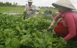 Làm nông trong khu công nghiệp: Xót xa những cánh đồng vàng