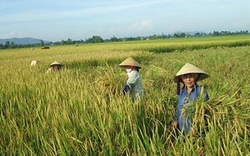 Nghệ An:  Gần 30.000 hộ tham gia bảo hiểm cho lúa hè thu