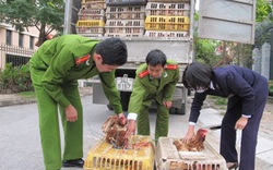 Hà Nội: Bắt giữ 2 xe tải chở 6 tấn gà lậu
