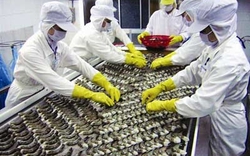 Đề nghị Nhật Bản quy định Ethoxyquin cho tôm như cá