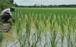 Bạc Liêu: Tập huấn kỹ thuật sản xuất lúa chịu mặn