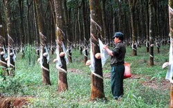 Diện tích cao su tăng, xuất khẩu giảm