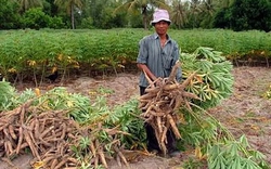 Bón phân đa yếu tố NPK Văn Điển cho cây sắn