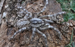 Phát hiện quái nhện khổng lồ