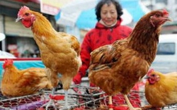 Trung Quốc: Thêm 4 ca nhiễm cúm gia cầm H7N9