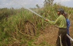 ĐBSCL: Thấp thỏm lo cháy rừng