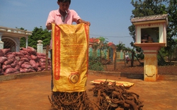 Thương lái Trung Quốc   lùng mua rễ, gốc cây tiêu
