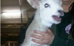 Kỳ lạ cừu non chào đời với 5 chân