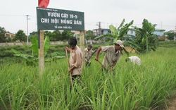 Rau sạch “đẩy lùi” bãi rác