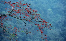 Hoa gạo nở đỏ rực làng quê