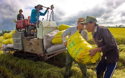 Sau đợt thu mua tạm trữ 1 triệu tấn gạo: Doanh nghiệp cùng than... lỗ