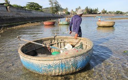 Tạch tạch thuyền máy, thúng chèo kéo nhau ra khơi